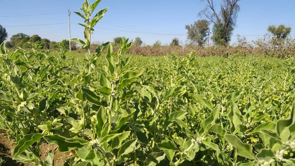 35 से ₹40 हजार प्रति क्विंटल भाव
