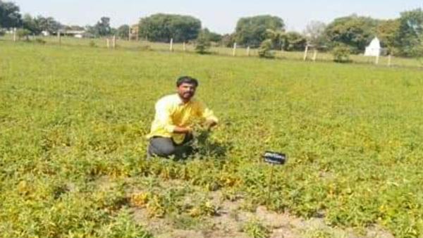 पारंपरिक खेती से हटकर पहली बार की अश्वगंधा की खेती