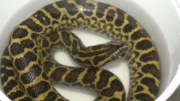 इन जीवों को लाया गया