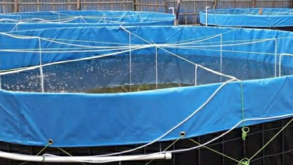 पति की सहमति से शुरू किया मछली पालन