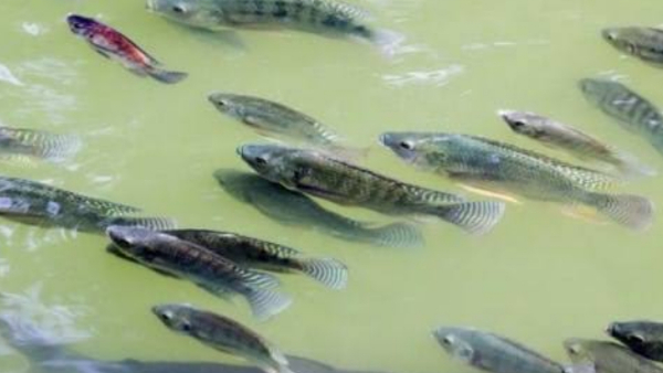 3 तरह की मछली का करती है उत्पादन