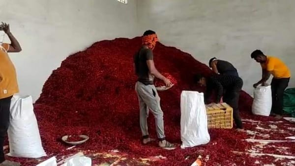 फरवरी में निर्यात की मिर्च