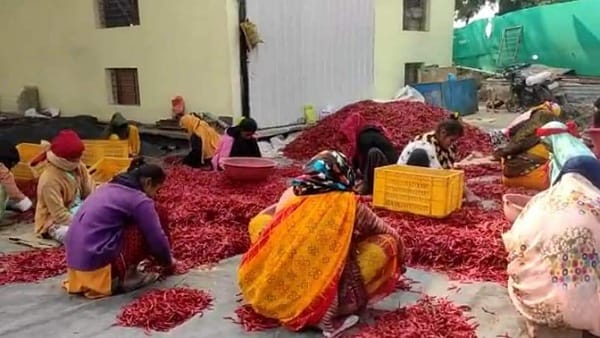 यूरोप के देशों में निमाड़ की मिर्च निर्यात