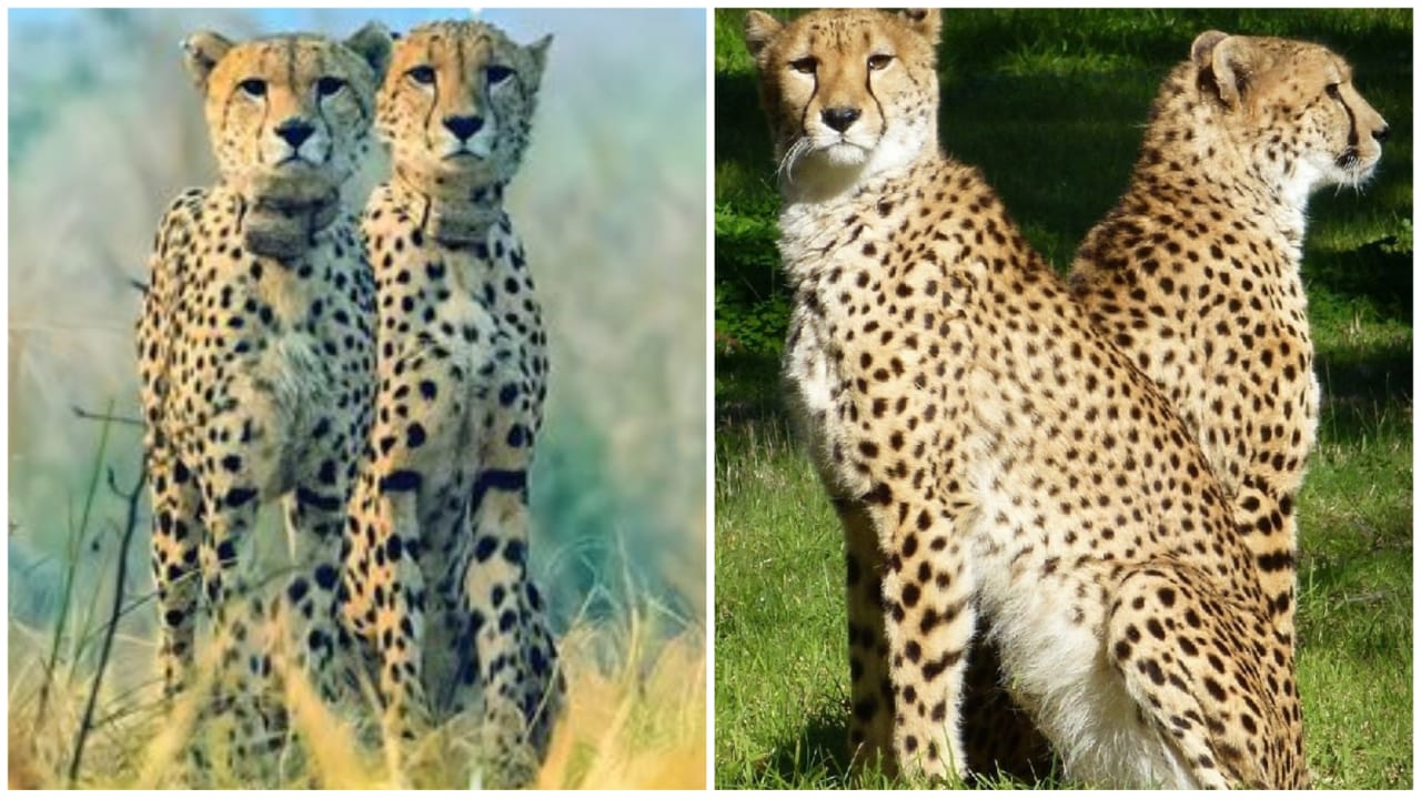 12 more leopards coming to Kuno National Park on February 18: CM shivraj singh chauhan 12 more leopards coming to Kuno National Park on February 18: CM shivraj singh chauhan
