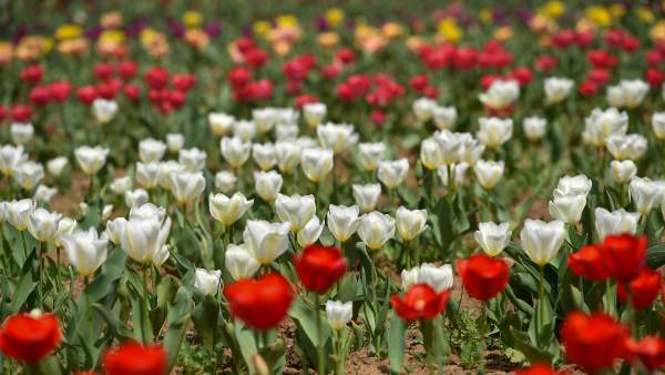 डल झील के किनारे खिलने वाले ट्यूलिप के फूल