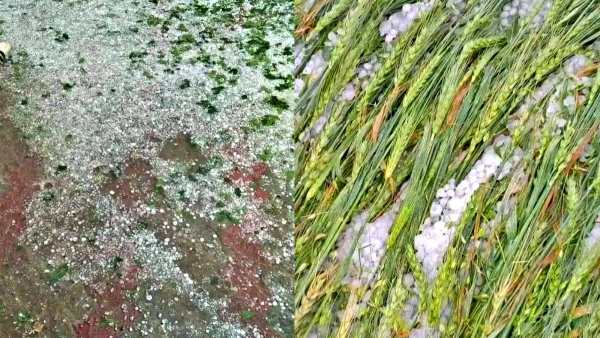 Farmers Crop Loss