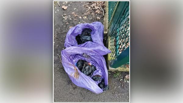 फुटपाथ के बगल में फेंका कुत्ते का मल फुटपाथ के बगल में फेंका कुत्ते का मल