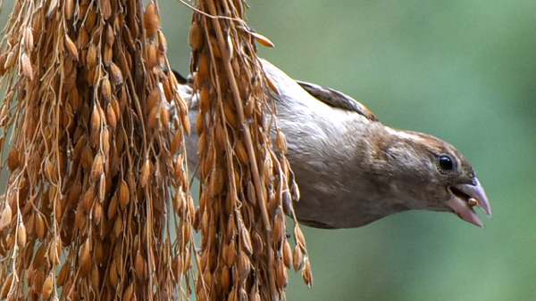world-sparrow-day-sparrows-number-increasing-in-delhi-sheila-dixit-s-big-role-in-conservation