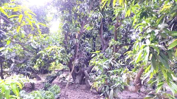 how Dussehri Mango got its name 200 years old miraculous tree Different varieties of mangoes