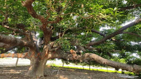 how Dussehri Mango got its name 200 years old miraculous tree Different varieties of mangoes