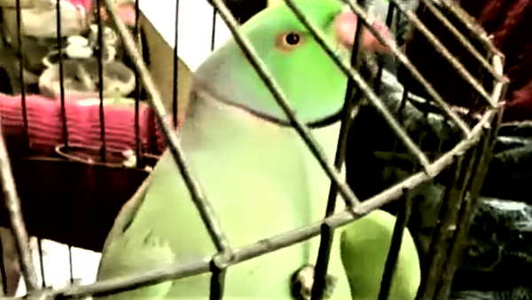 Agra Life imprisonment in Swarajya Times editor wife murder case parrot Mithu had caught the killer 