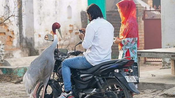 Had Arif committed the crime by keeping Saras with him know all about wild life protection act 1972