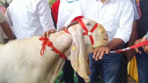 Mathura Weight 110 kg height 43 inches age 3 years know about this Rajasthani breed of goats