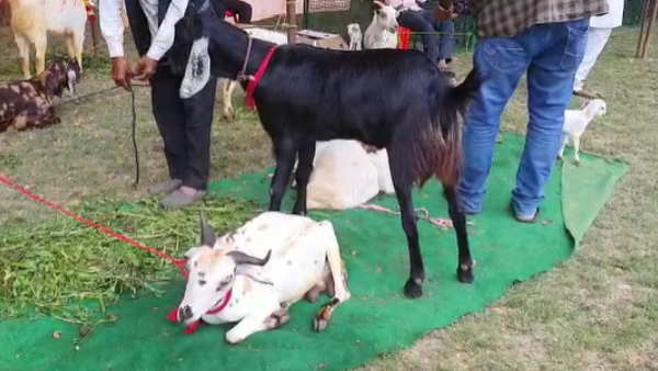 Mathura Weight 110 kg height 43 inches age 3 years know about this Rajasthani breed of goats
