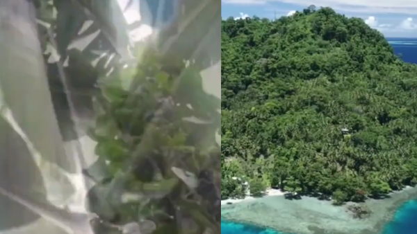 नारियल के पेड़ जितना ऊंचा होता है इस केले का पेड़ 