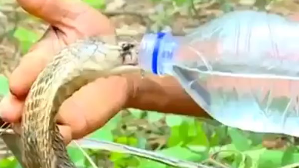 गुस्‍से में आकर दोनों कोबरा फुफकार रहे थे 