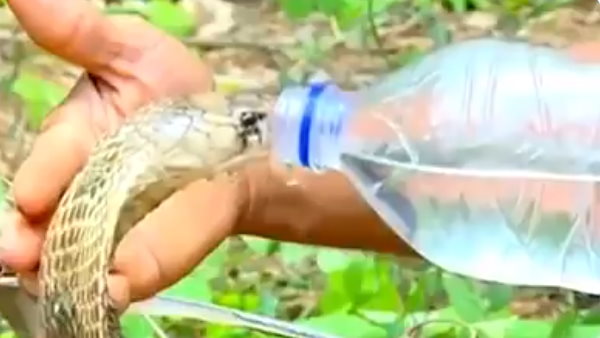 जानें कहां शख्‍स को मिला ये कोबरा सांप 