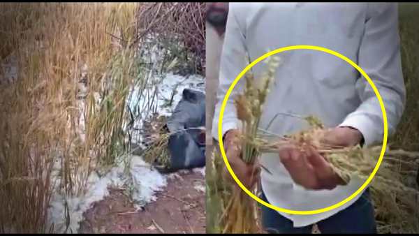 Farmers Crop Loss