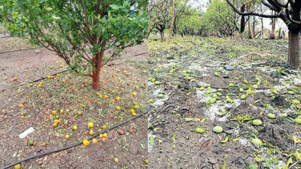 Farmers Crop Loss