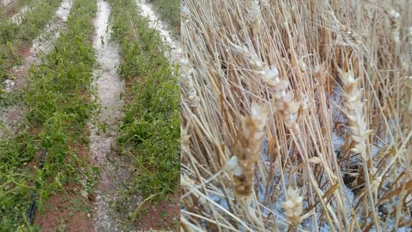  जयपुर के ग्रामीणों इलाकों में गिरे ओले