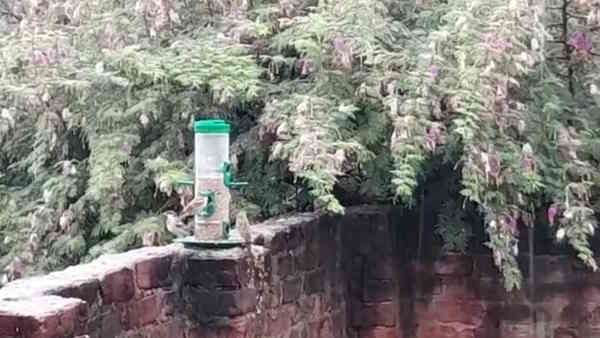 Bird Lover Rajeev Ranjan Protecting Sparrow In Tetrawa Village Bihar Sharif