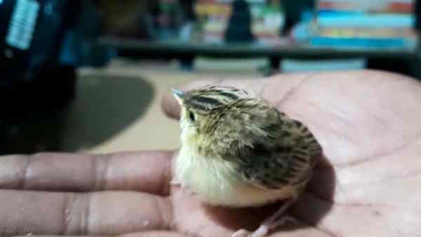Bird Lover Rajeev Ranjan Protecting Sparrow In Tetrawa Village Bihar Sharif