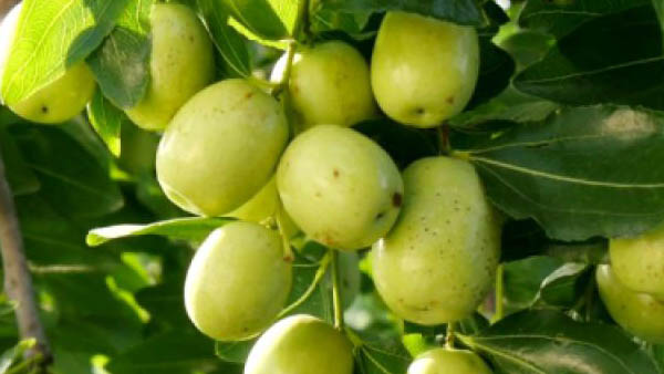 15 कट्ठा ज़मीन में लगाए 400 पौधे