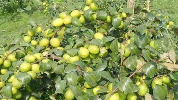 200 ग्राम तक का हो सकता है एक बेर का वज़न