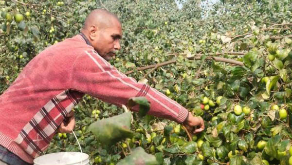 'एप्पल बेर की सिंचाई के लिए ज़्यादा पानी की ज़रूरत नहीं'