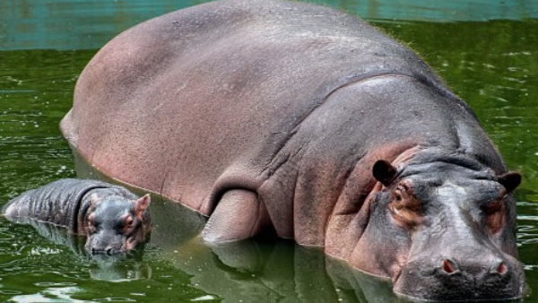 hippocampus 