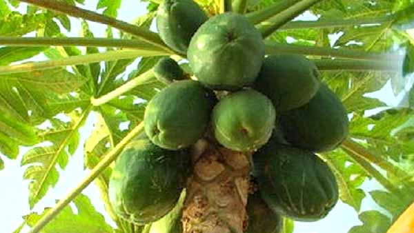 How can I clean my skin after Holi papaya