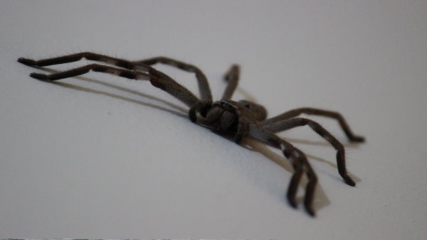 spider