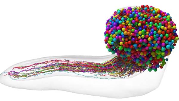 कैसे बना कीड़े का ब्रेन मैप?