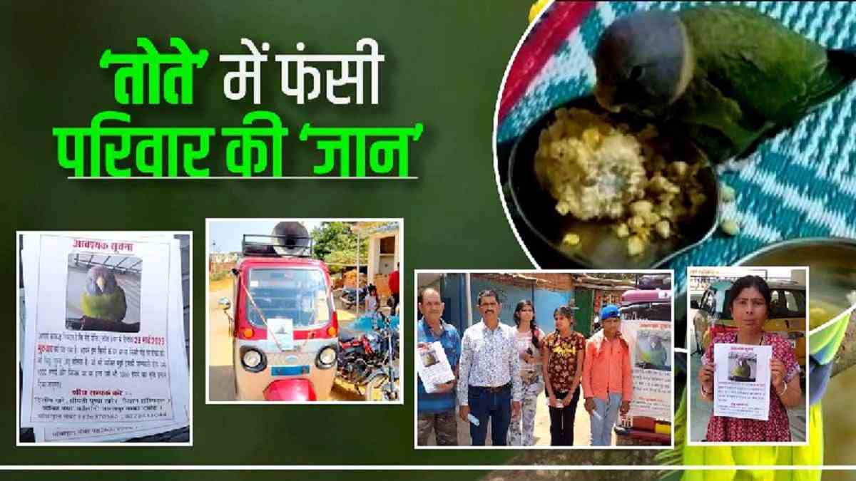 ‘तोते’ में फंसी जान, पागलों की तरह ढूढ़ रहा परिवार, ईनाम रखा ‘तोते’ में फंसी जान, पागलों की तरह ढूढ़ रहा परिवार, ईनाम रखा