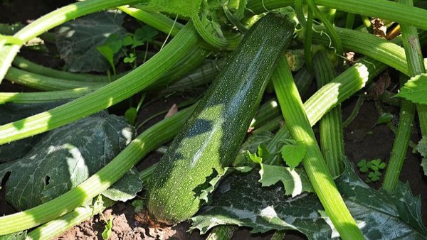 Foreign Vegetables Jugn Foreign Vegetables Jugn