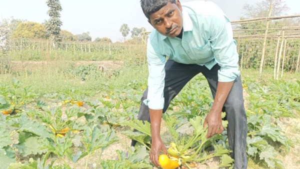 Foreign Vegetables Jugn Foreign Vegetables Jugn