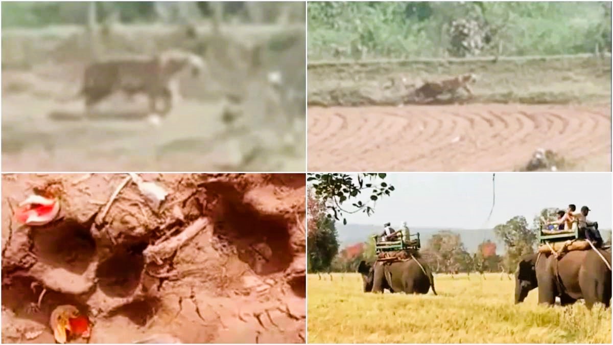 शिकार के लालच में जंगल छोड़ गांव और खेतों में आया टाइगर