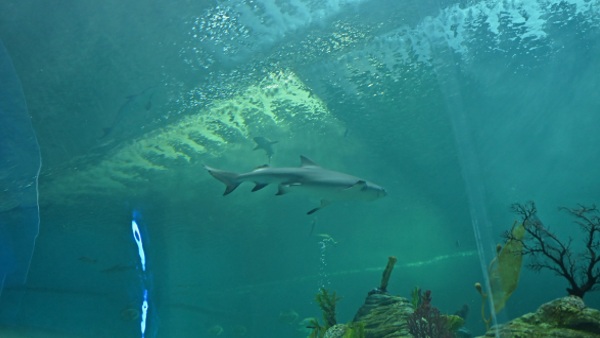 संवेदनशील जीव है लेमन शार्क