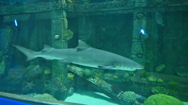 11 फीट तक होती है लंबी