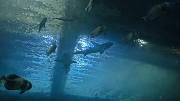 लेमन शार्क का आकर्षण