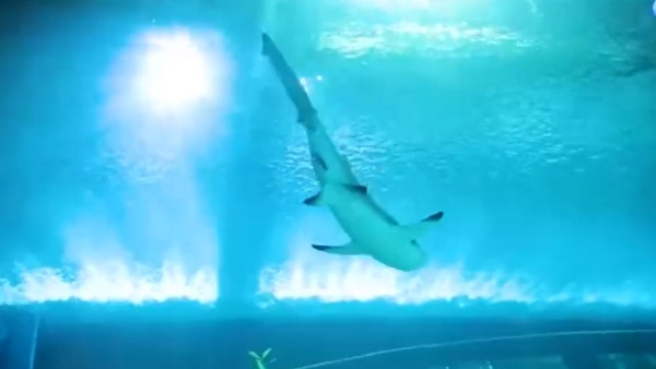 खास रंग से अलग पहचान