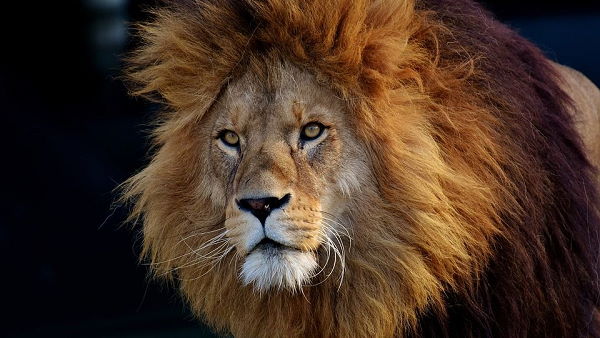 lion