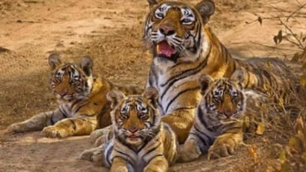 Madhav National Park Shivpuri Madhav National Park Shivpuri