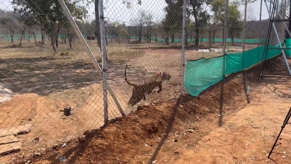 CM के लीवर घुमाते ही पिंजरे से निकलकर बाड़े में दौड़ी बाघिन