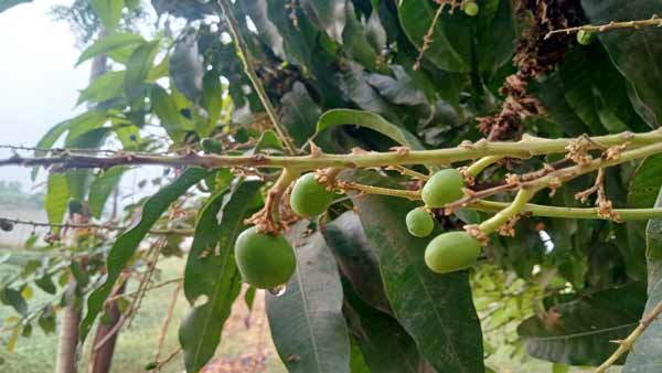 Mango Vararanasi