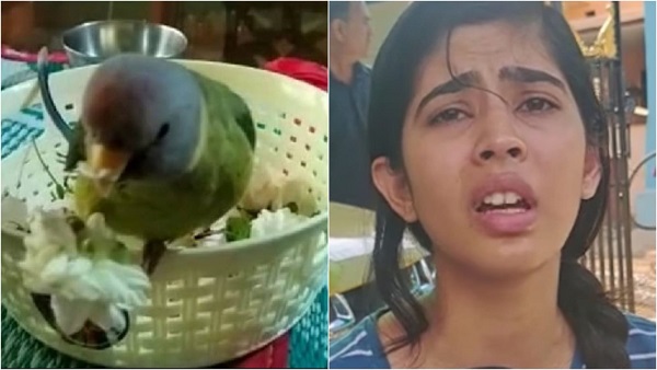 ‘तोते’ में फंसी जान, पागलों की तरह ढूढ़ रहा परिवार, ईनाम रखा ‘तोते’ में फंसी जान, पागलों की तरह ढूढ़ रहा परिवार, ईनाम रखा