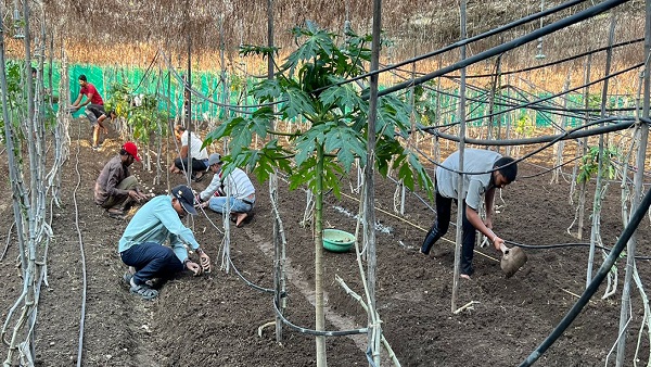 मल्टी लेयर फार्मिंग मल्टी लेयर फार्मिंग