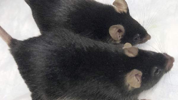 नर कोशिकाओं से किया अंडा तैयार, पैदा हुआ बच्चा