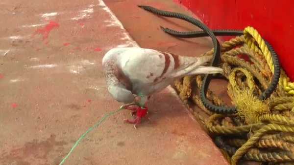 ओडिशा में पकड़ा गया 'कैमरे' वाला जासूस कबूतर!