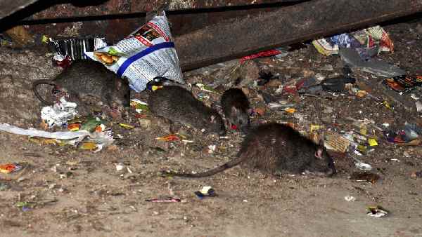 बड़े रेस्टोरेंट में मासूम को चूहे ने काट लिया